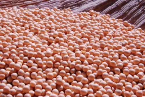 Plantio da soja é prioridade e trava mercado doméstico