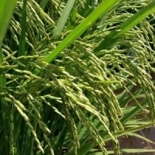 EUA voltam a taxar arroz brasileiro