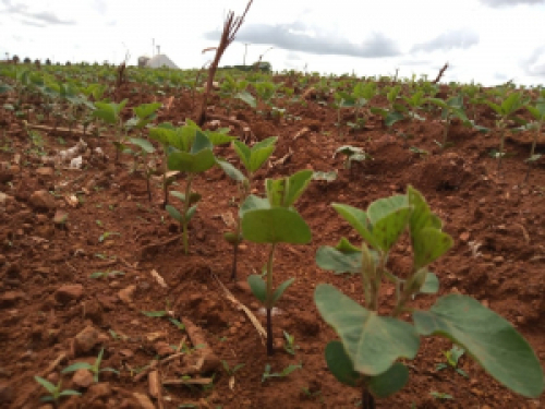 Plantio da soja avança no Rio Grande do Sul e chega a 47% da área