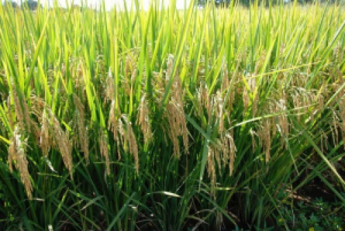 Zarc para arroz tropical irrigado traz nova perspectiva para o seguro agrícola