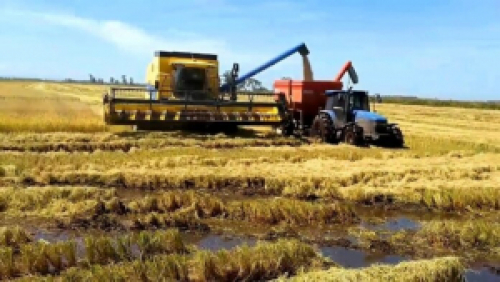 Produtores gaúchos começam a colheita de arroz da safra 2020/2021
