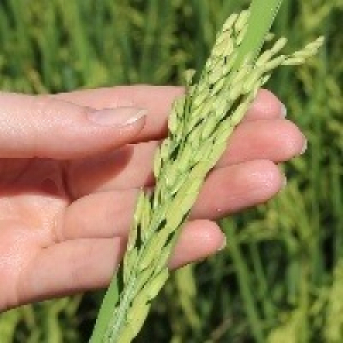 RS: área semeada de arroz cresce 1,2%