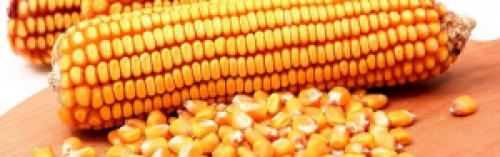 Mercado de Grãos: Método inovador da Embrapa usa infravermelho para identificar fungos no milho