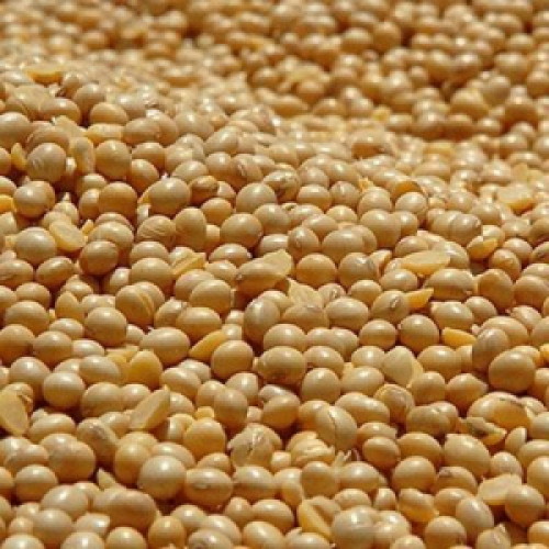 Brasil pode embarcar 16,19 milhões de t de soja em maio, aponta ANEC