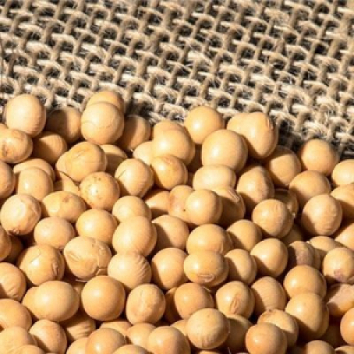 Brasil embarca 14,41 milhões de t de soja em maio, aponta ANEC