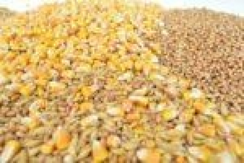 Preços do milho pouco alterados com feriado trazendo mais lentidão