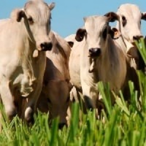Abate de bovinos é o menor desde 2009