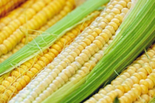 Mercado de milho deve ter ritmo acomodado nos negócios no Brasil