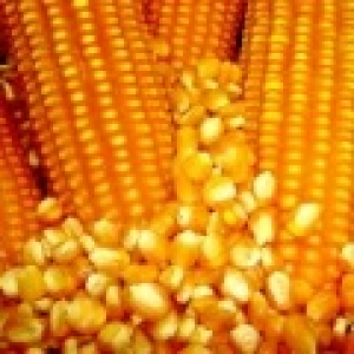 Risco de geadas segue sustentando altas do milho na B3