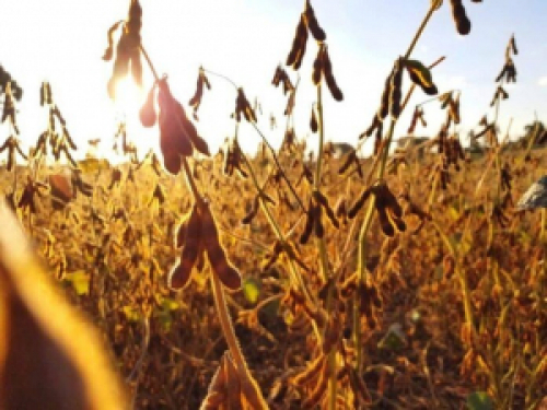 USDA impulsiona preços da soja no Brasil na semana, mas junho foi negativo