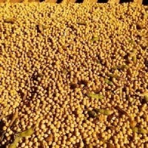 China altera limite da umidade de grãos de soja