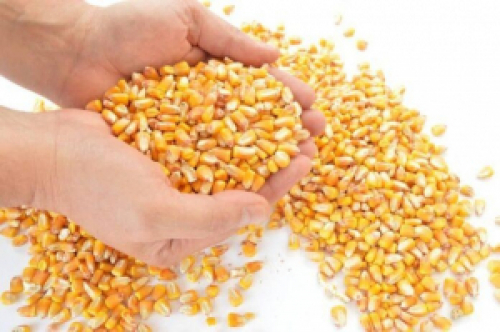 Mercado de milho avalia estragos da geada. Conab indica safrinha de 67 milhões de t