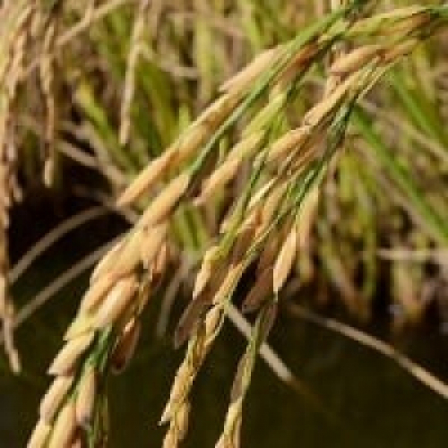 Custo do frete marítimo afeta exportações de arroz