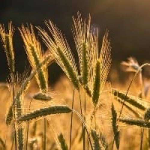Produção de trigo vai avançar 36% no país
