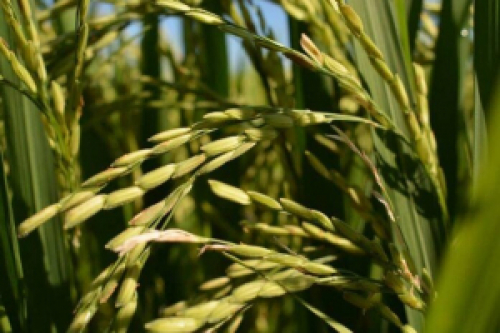 Brasil importa 3,424 mil t de arroz até segunda semana de julho