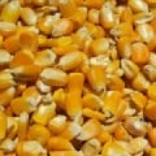 Preço do milho na B3 se mantém levemente mais alto nesta 2ªfeira