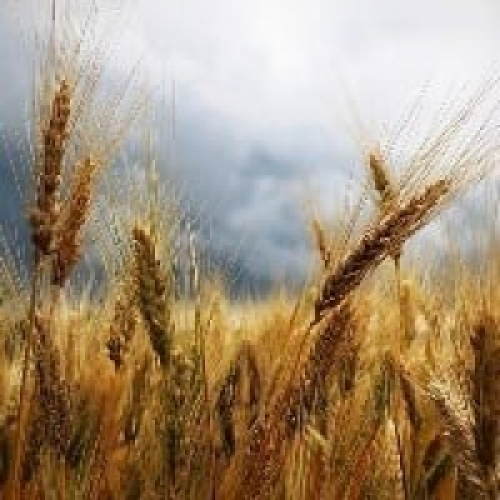 Mercado de trigo disponível segue andando de lado