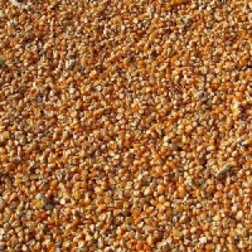 200 mil toneladas de milho atenderá pequenos criadores do Brasil