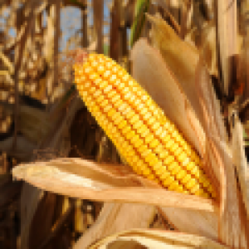 Cotação do milho na B3 segue se sustentando levemente mais alta nesta 4ªfeira