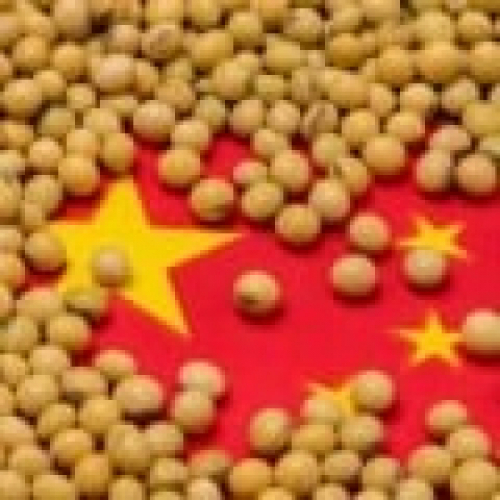 China compra mais 256 mil t de soja nos EUA nesta 2ª feira com atenção às processadoras