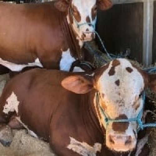 Expointer vai reunir 2.825 bovinos