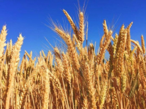 Clima seco no Brasil e na Argentina favorece altas do trigo em agosto