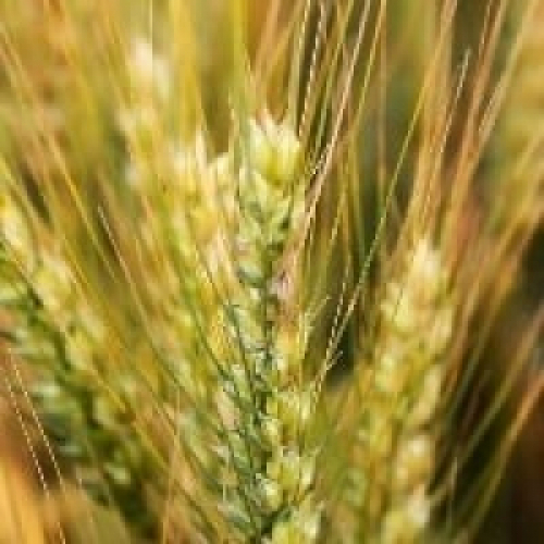 Muita chuva pode aumentar produtividade do trigo no RS 