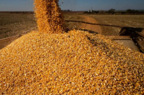 Preço do milho no indicador Cepea segue travado; veja as notícias desta sexta