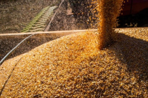 Pessimismo no mercado gera baixas nas cotações de soja, milho e café