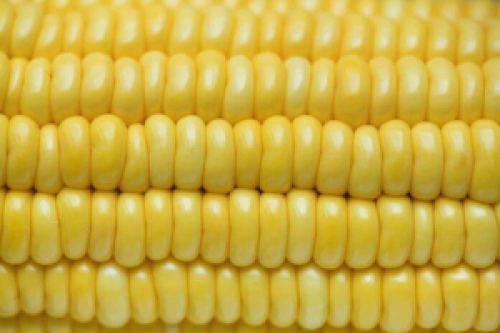 Fraco interesse comprador deve limitar negócios com milho no Brasil