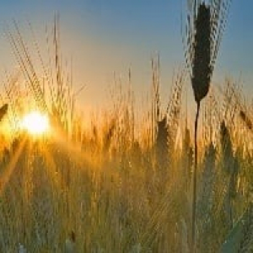 Colheita de trigo começa ganhar ritmo