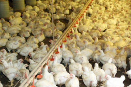 Exportação de carne de frango cresce 21,3% e soma 418,5 mil toneladas em setembro – ABPA