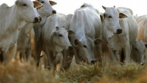 MAPA solicita suspensão da produção de carne bovina para exportação rumo à China