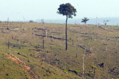 Senado aprova projeto que estipula fim do desmatamento ilegal