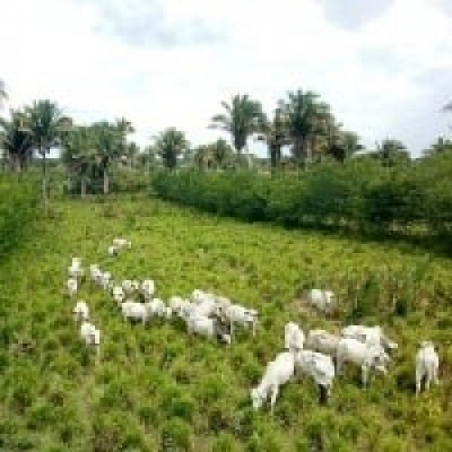 Área preservada no meio rural é de 282,8 milhões de hectares
