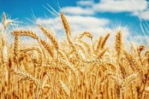 Produtores seguram trigo para exportação em janeiro