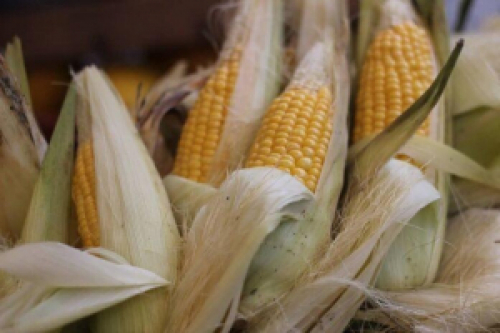 Ofertas avançam e cotações do milho devem manter queda no Brasil