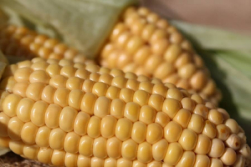 Boa oferta de milho deve pressionar cotações no Brasil