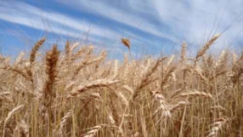Colheita do trigo está praticamente encerrada no Rio Grande do Sul