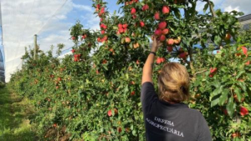 Secretaria da Agricultura faz auditoria em pomares de maçã para exportação à Colômbia