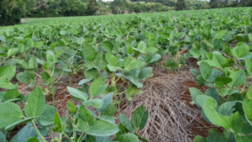 Soja apresenta 1% da área total cultivada colhida no Estado