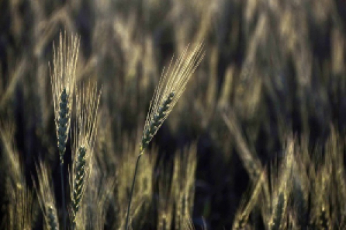Nota Técnica aborda uso racional de fertilizantes na adubação do trigo