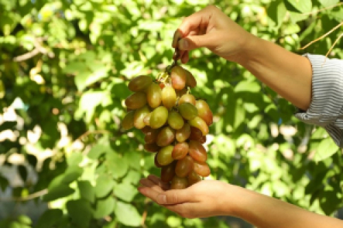 Normas técnicas para a produção integrada de uva entram em vigor em julho