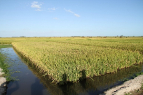 Zoneamento Agrícola de Risco Climático do arroz irrigado 
