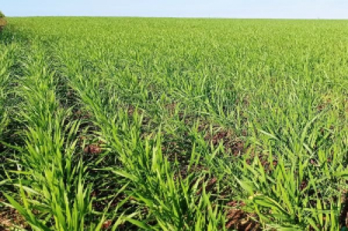Condições climáticas favorecem o plantio e desenvolvimento do trigo