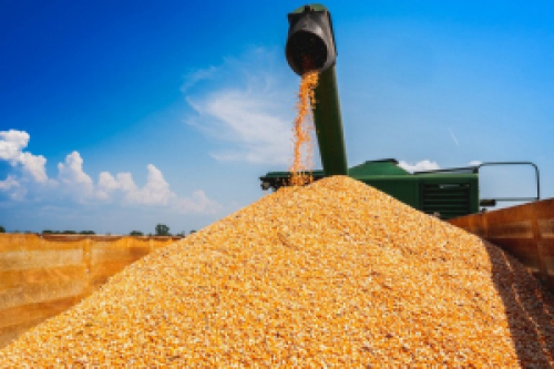 Conab estima safra recorde para milho 2ª safra com produção superior a 87 milhões de toneladas