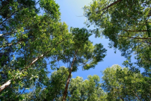 Plano Nacional de Florestas Plantadas reconhece importância do setor, afirma CNA