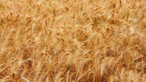 Safra de trigo gera boas expectativas no RS