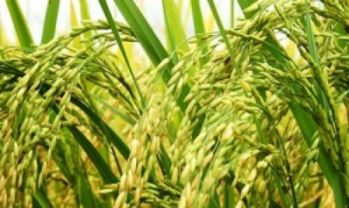Área cultivada de arroz deve recuar com alta dos custos e crédito restrito