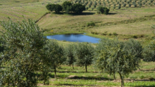 5º Encontro Estadual da Olivicultura começa nesta quinta (17)